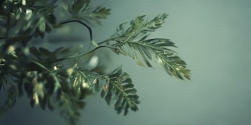 想念我的小叶子究竟是什么歌？
