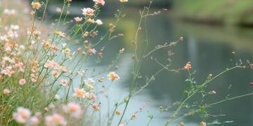 隔岸摘花手难伸出自哪首歌？