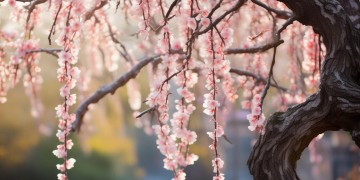 杏花的拼音究竟是哪首歌？