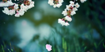 暖春的伤感插曲究竟是哪首歌？