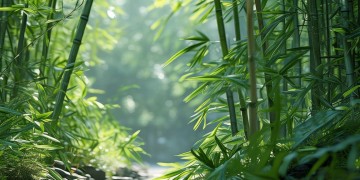 歌清脆态婆娑指的是哪个生肖呢？