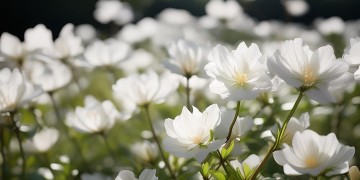 我把花开成白色究竟是哪首歌？